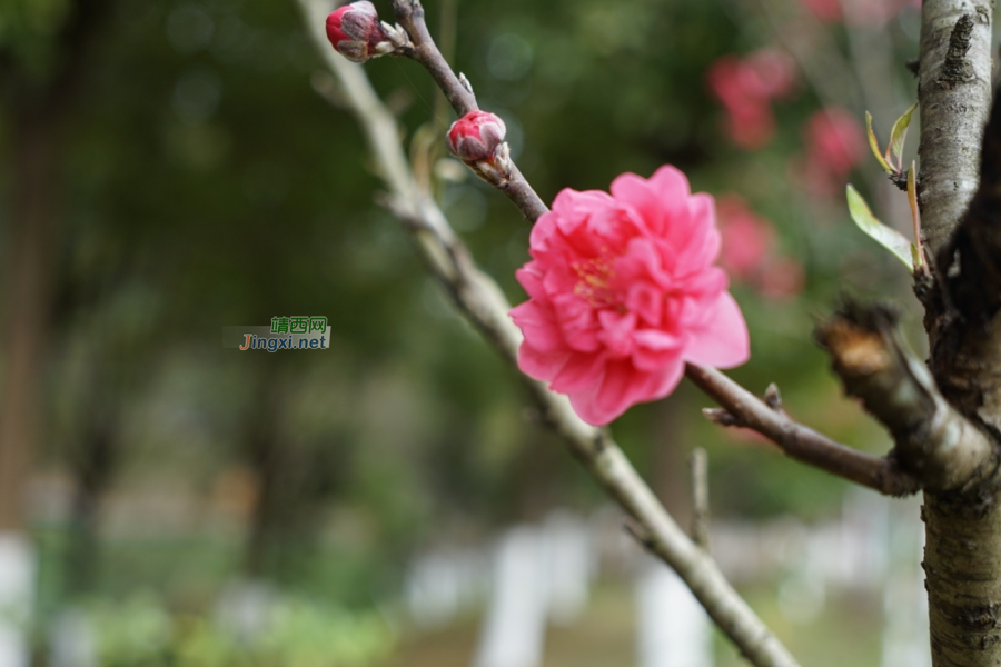 湿地公园嫣然桃花惹人爱 - 靖西市·靖西网