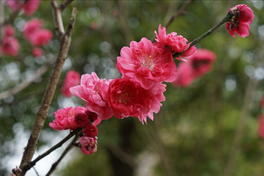 湿地公园嫣然桃花惹人爱 - 靖西市·靖西网