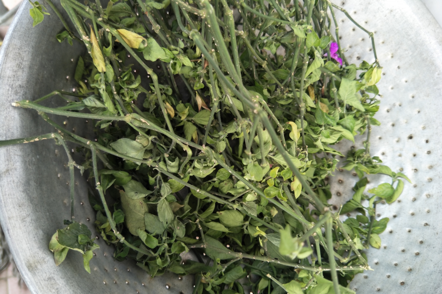 五色糯米的植物染色原料，你都认识吗？ - 靖西市·靖西网