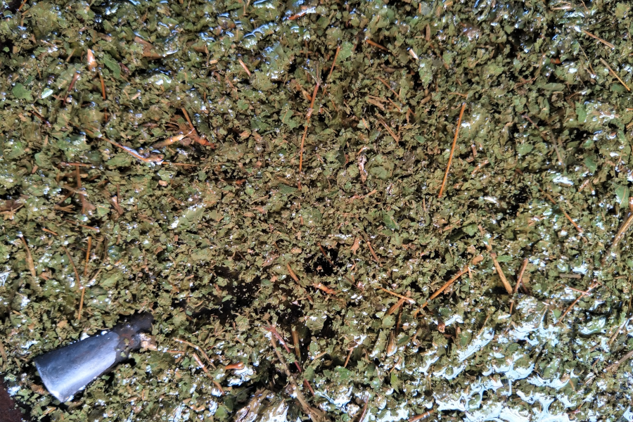 五色糯米的植物染色原料，你都认识吗？ - 靖西市·靖西网