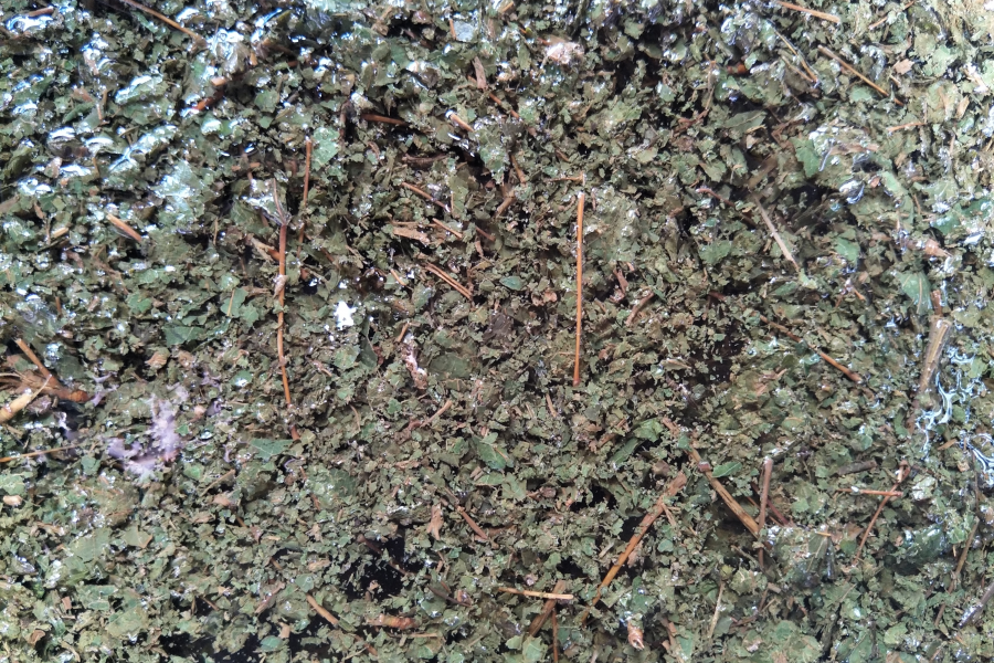 五色糯米的植物染色原料，你都认识吗？ - 靖西市·靖西网