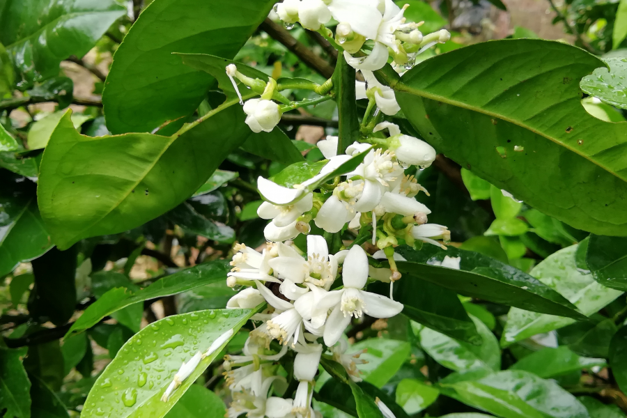 洁白溢清香 - 靖西市·靖西网