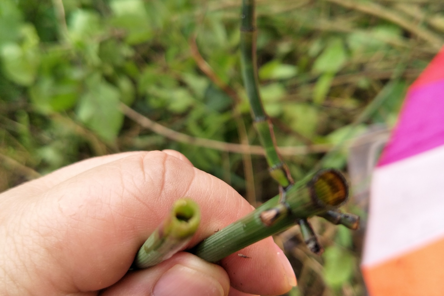 靖西很特殊的植物：笔套 - 靖西市·靖西网