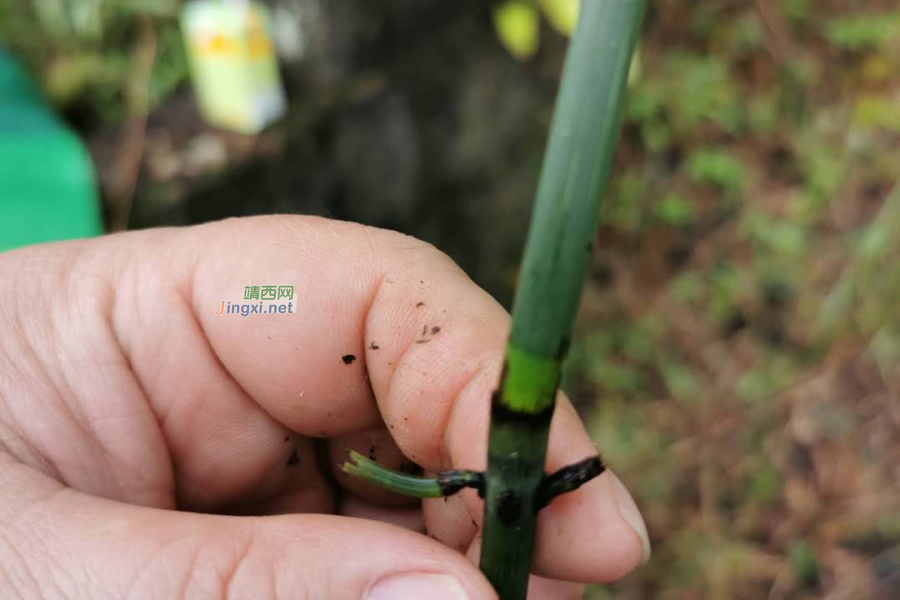 靖西很特殊的植物：笔套 - 靖西市·靖西网