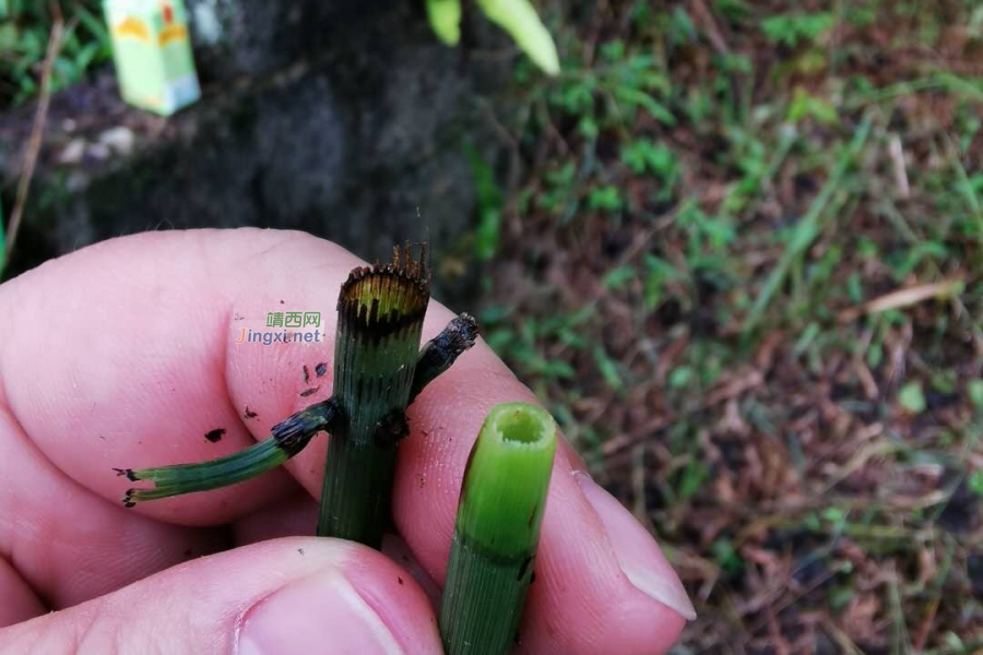 靖西很特殊的植物：笔套 - 靖西市·靖西网