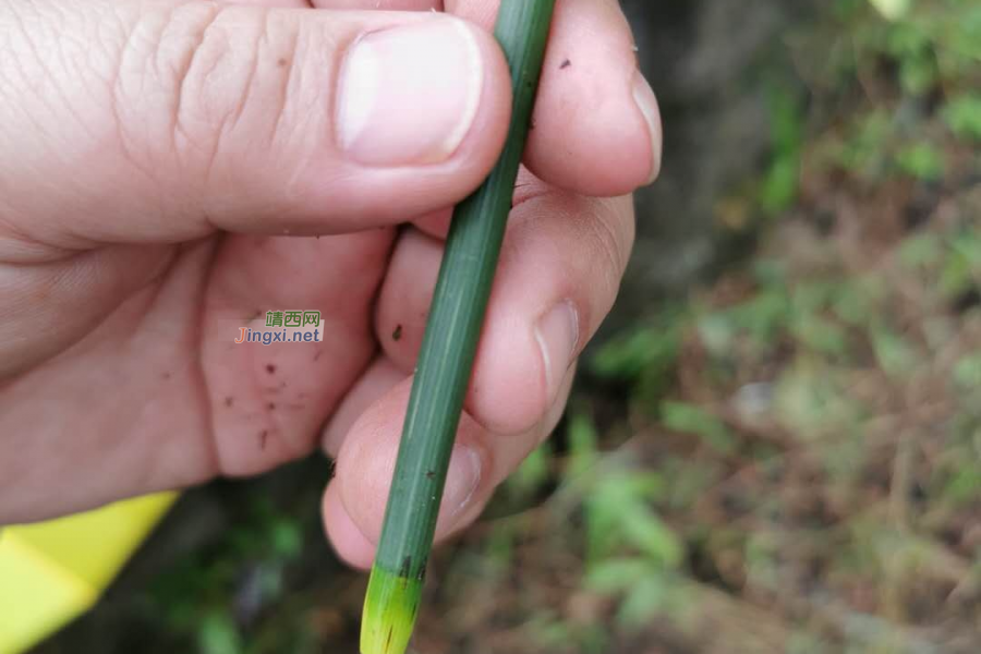 靖西很特殊的植物：笔套 - 靖西市·靖西网