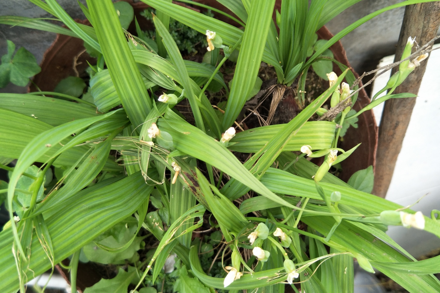 求科普；象兰草一样的植物，有白色小花 - 靖西市·靖西网