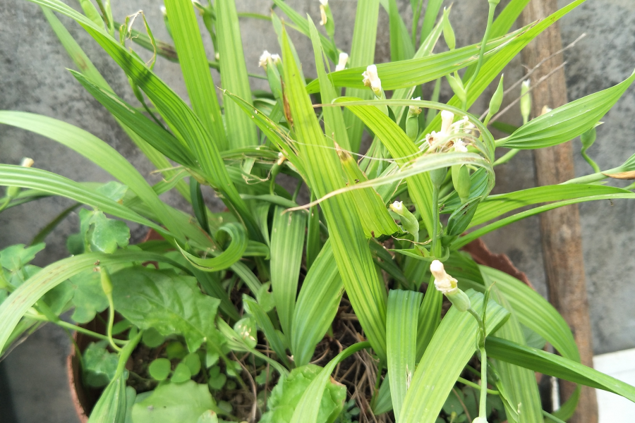 求科普；象兰草一样的植物，有白色小花 - 靖西市·靖西网