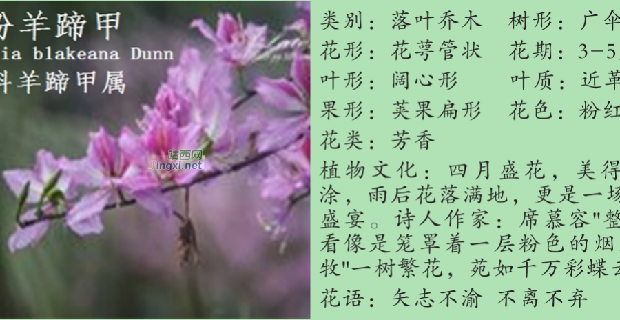 龙潭湿地公园科普宣教 - 靖西市·靖西网