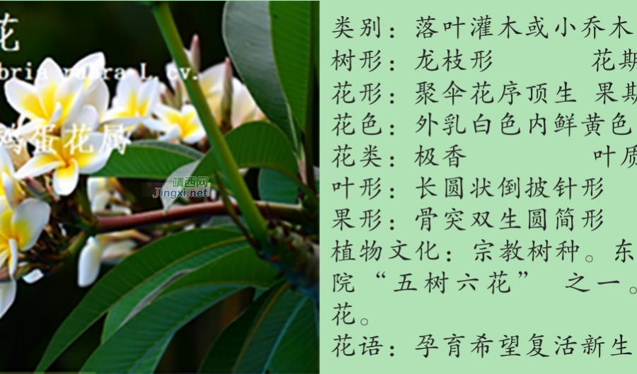 龙潭湿地公园科普宣教 - 靖西市·靖西网