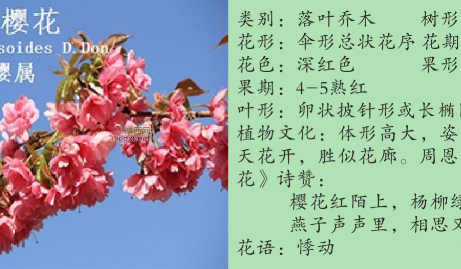 龙潭湿地公园科普宣教 - 靖西市·靖西网