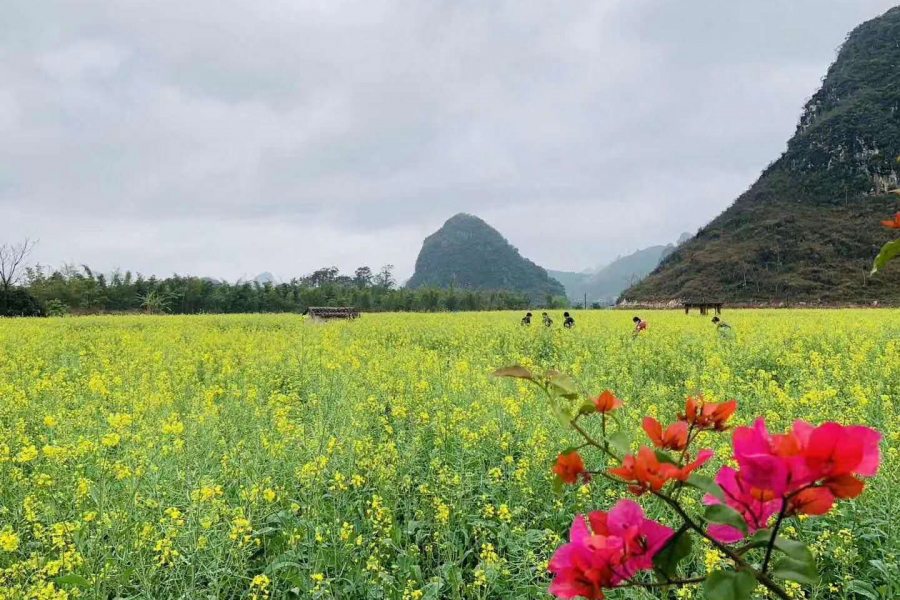 金山银山，绿水青山。 - 靖西市·靖西网