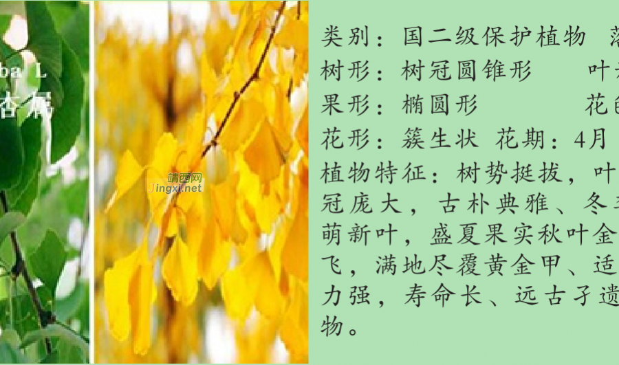 龙潭湿地公园科普宣教 - 靖西市·靖西网