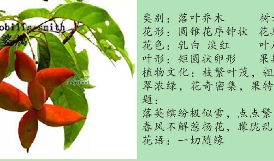 龙潭湿地公园科普宣教 - 靖西市·靖西网