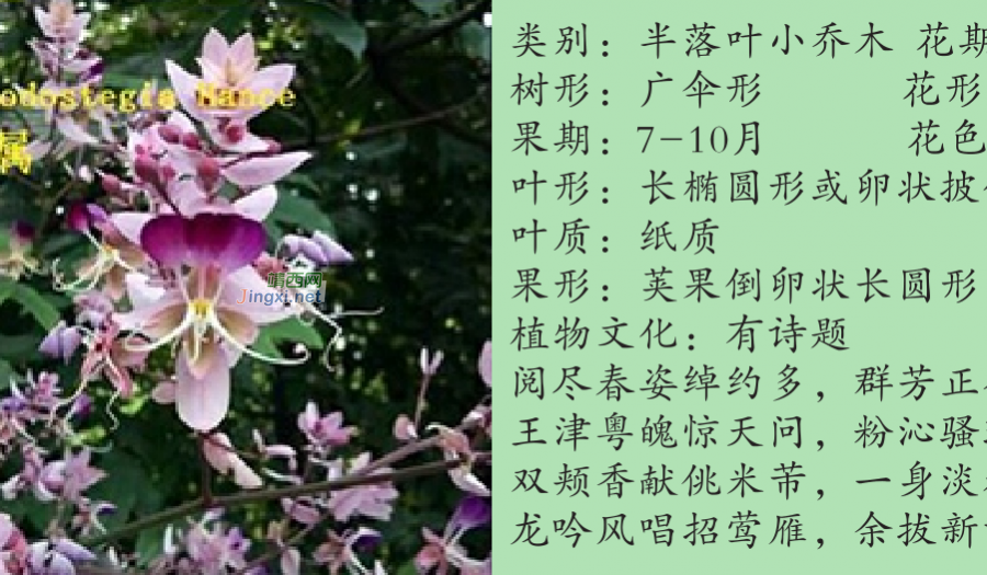 龙潭湿地公园科普宣教 - 靖西市·靖西网