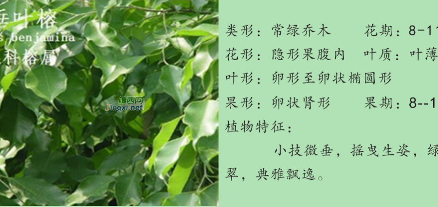 龙潭湿地公园科普宣教 - 靖西市·靖西网