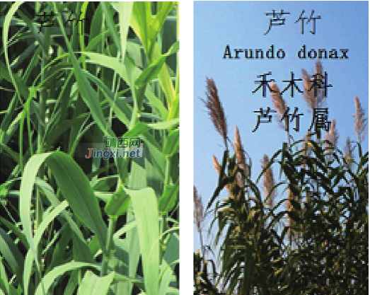 龙潭湿地公园科普宣教 - 靖西市·靖西网