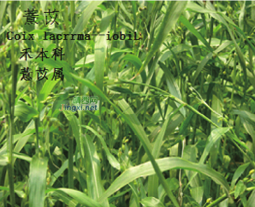 龙潭湿地公园科普宣教 - 靖西市·靖西网