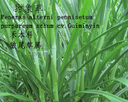 龙潭湿地公园科普宣教 - 靖西市·靖西网