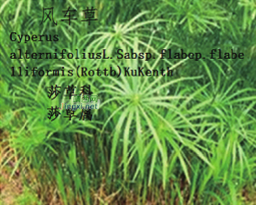 龙潭湿地公园科普宣教 - 靖西市·靖西网