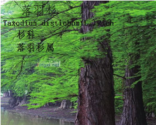 龙潭湿地公园科普宣教 - 靖西市·靖西网