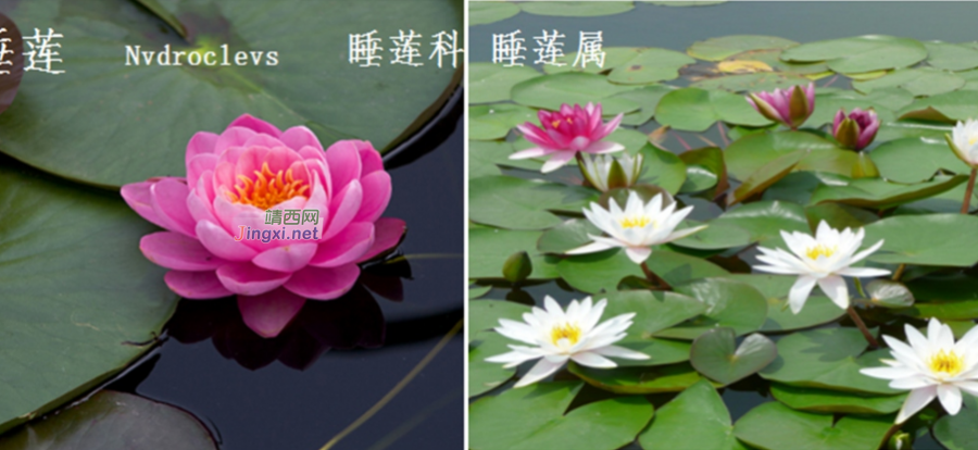 龙潭湿地公园科普宣教 - 靖西市·靖西网