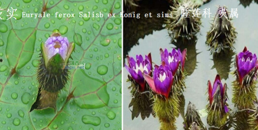 龙潭湿地公园科普宣教 - 靖西市·靖西网