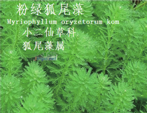 龙潭湿地公园科普宣教 - 靖西市·靖西网