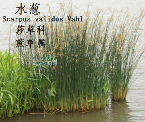 龙潭湿地公园科普宣教 - 靖西市·靖西网