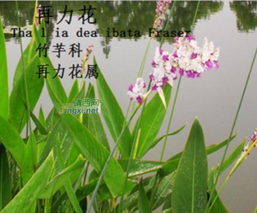 龙潭湿地公园科普宣教 - 靖西市·靖西网