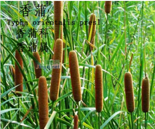 龙潭湿地公园科普宣教 - 靖西市·靖西网