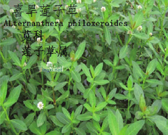 龙潭湿地公园科普宣教 - 靖西市·靖西网