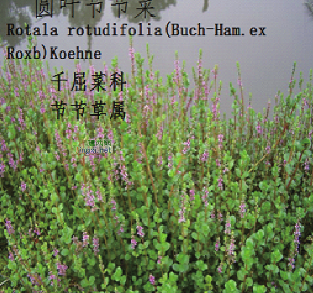 龙潭湿地公园科普宣教 - 靖西市·靖西网