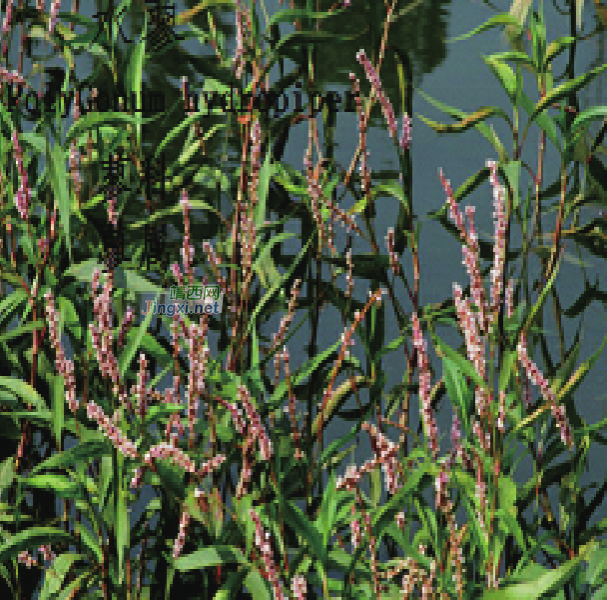 龙潭湿地公园科普宣教 - 靖西市·靖西网