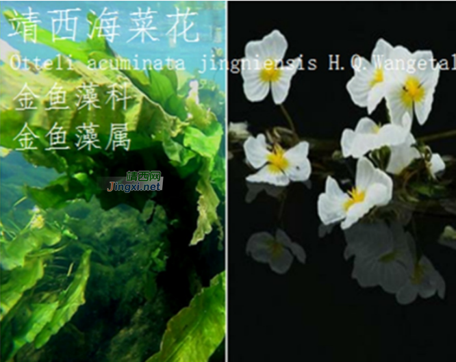 龙潭湿地公园科普宣教 - 靖西市·靖西网