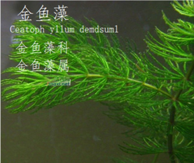 龙潭湿地公园科普宣教 - 靖西市·靖西网