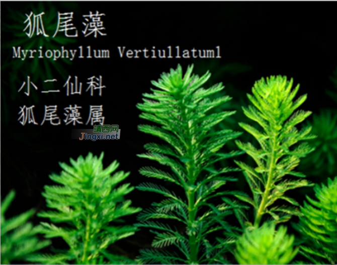 龙潭湿地公园科普宣教 - 靖西市·靖西网