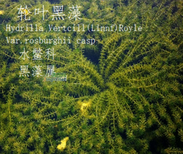 龙潭湿地公园科普宣教 - 靖西市·靖西网