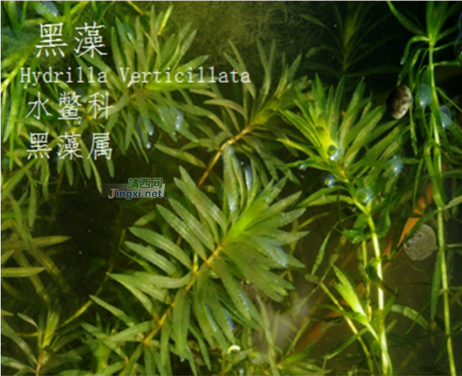 龙潭湿地公园科普宣教 - 靖西市·靖西网