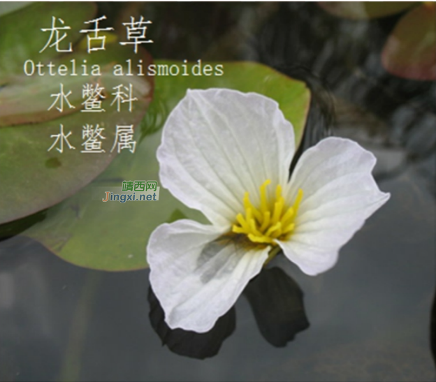 龙潭湿地公园科普宣教 - 靖西市·靖西网