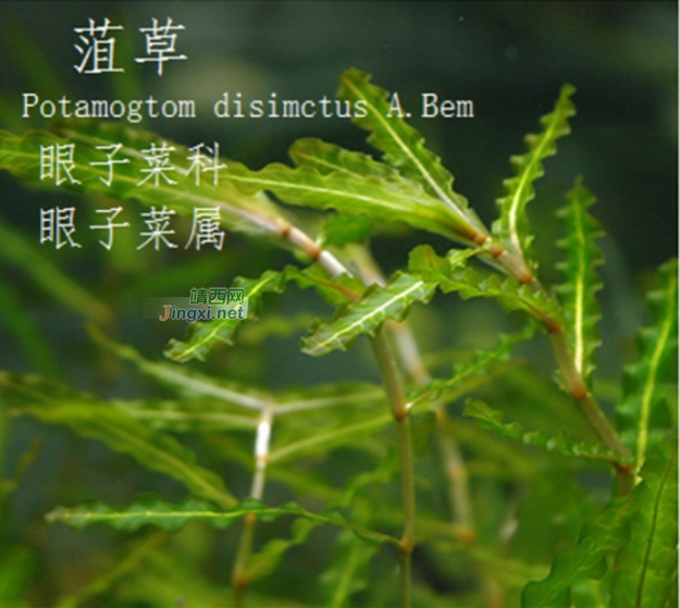 龙潭湿地公园科普宣教 - 靖西市·靖西网