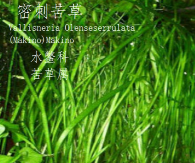 龙潭湿地公园科普宣教 - 靖西市·靖西网