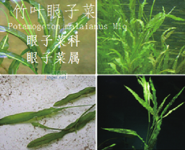 龙潭湿地公园科普宣教 - 靖西市·靖西网