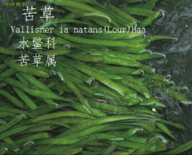 龙潭湿地公园科普宣教 - 靖西市·靖西网