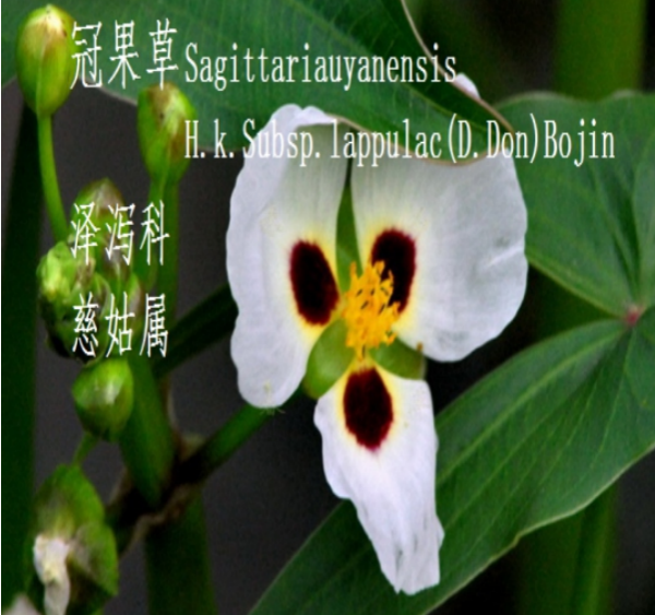 龙潭湿地公园科普宣教 - 靖西市·靖西网