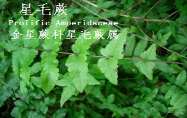 龙潭湿地公园科普宣教 - 靖西市·靖西网