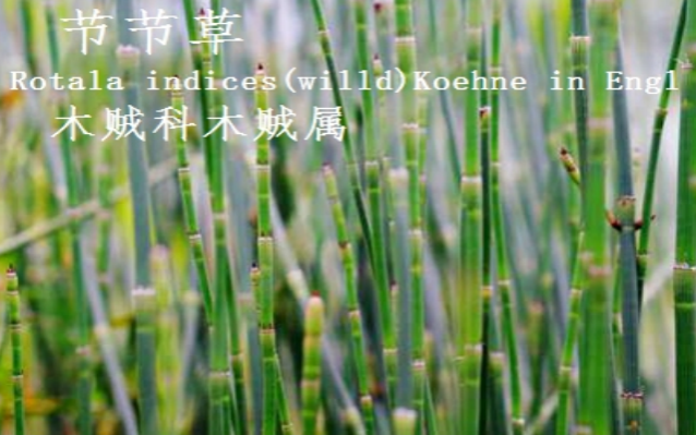 龙潭湿地公园科普宣教 - 靖西市·靖西网