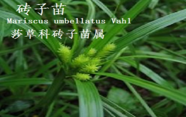 龙潭湿地公园科普宣教 - 靖西市·靖西网