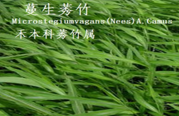 龙潭湿地公园科普宣教 - 靖西市·靖西网