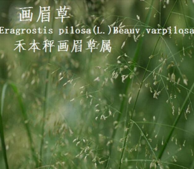 龙潭湿地公园科普宣教 - 靖西市·靖西网